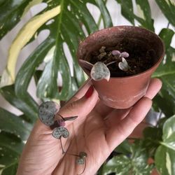 Varigated String Of hearts House Plants 