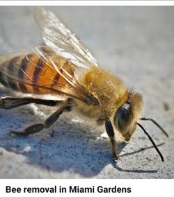 Hive, Honey Bee remove