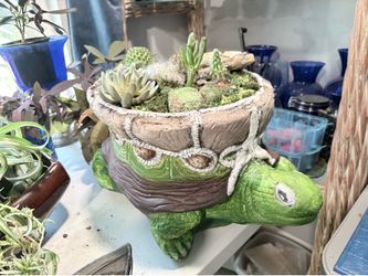 Tortoise planter with turtles cactuses big planter glows o. The dark
