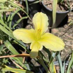 Daylilies – ON SALE for just $4.99 per plant!