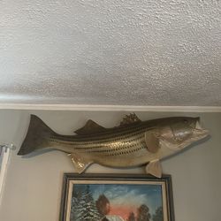 Striped Bass Taxidermy 