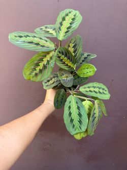 4” maranta rec
