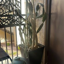 2 Large Potted Cactus/Succulent 🌵 🪴