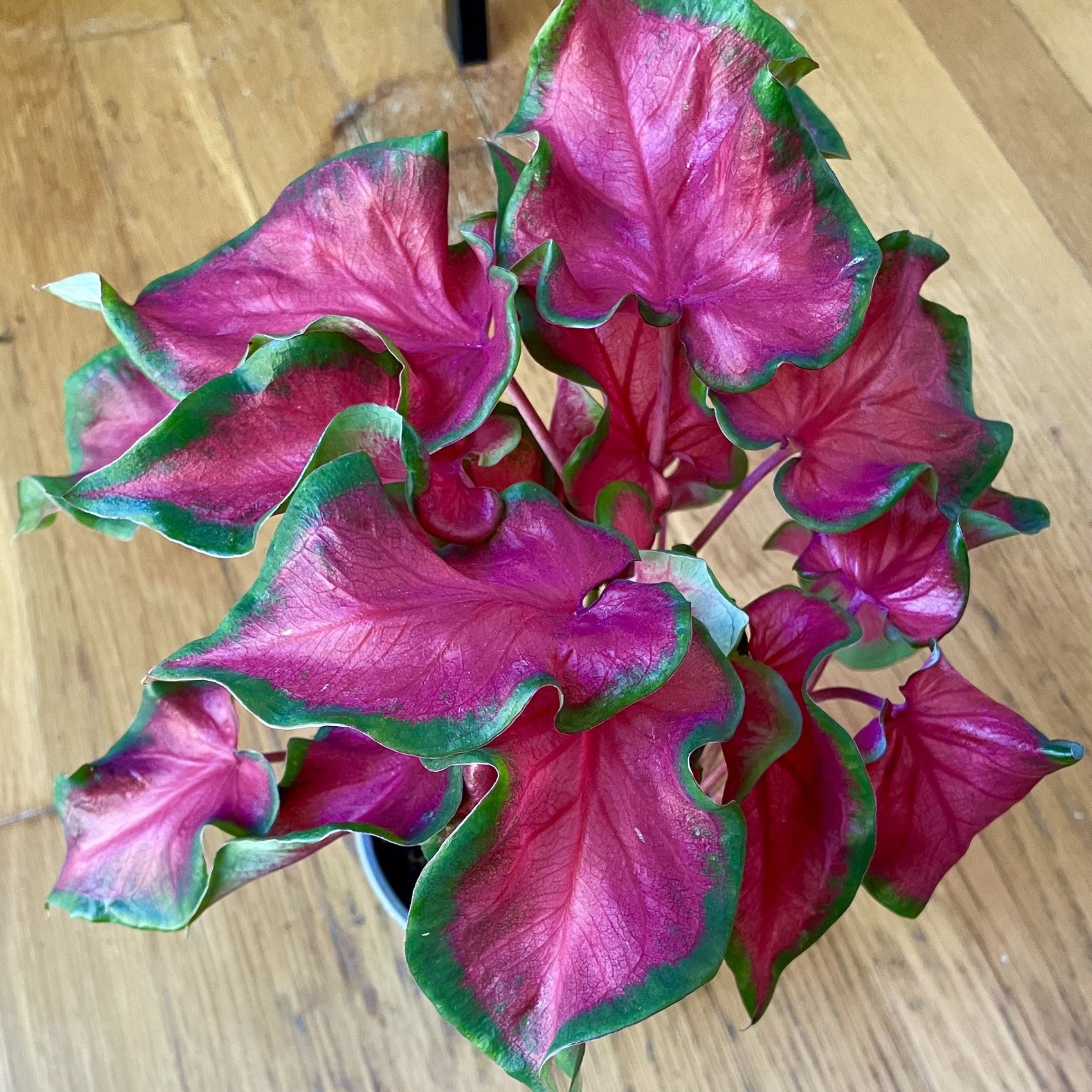 Red Ruffles Caladium Plant / Free Delivery Available 