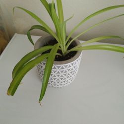 Spider Plant 