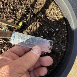 “Zutano “ Avocado in 3 Gal. Container