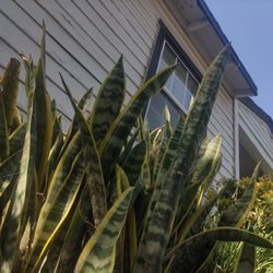 Mother- In -Law's Tongue, Cuttings
