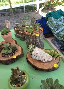 Succulents sale today