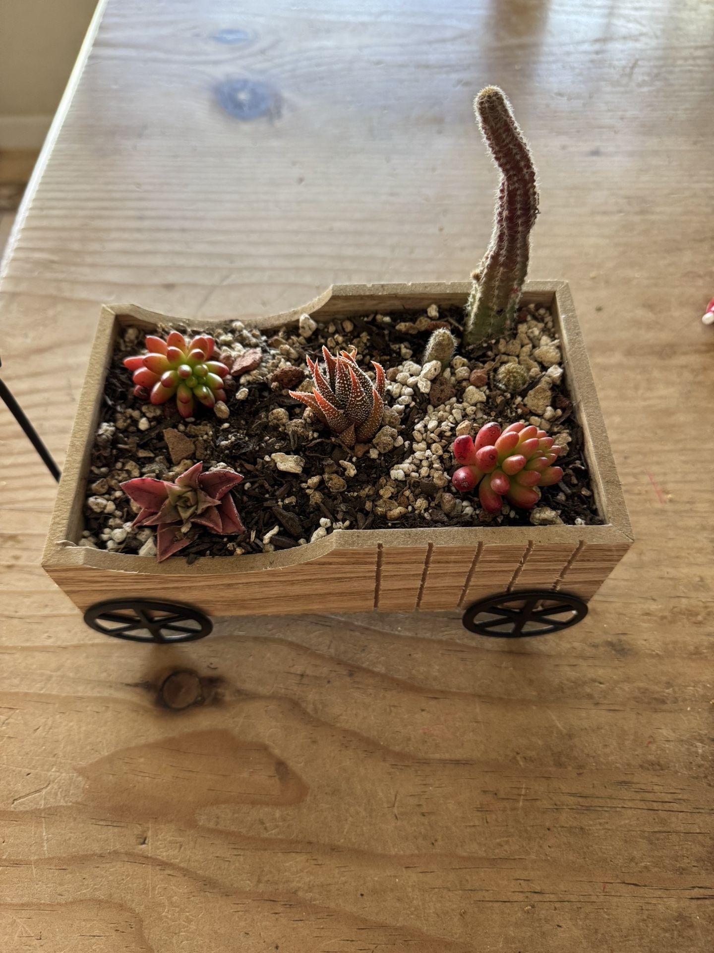 Small Succulent Wagon