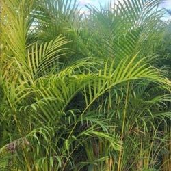 Arecas Palms For Inmediate Privacy!!! 5 Feet Tall!!! Fertilized 