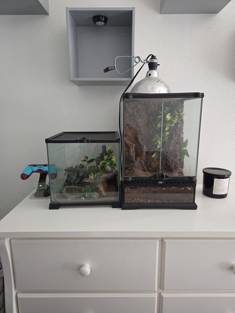 Lizards For Sale