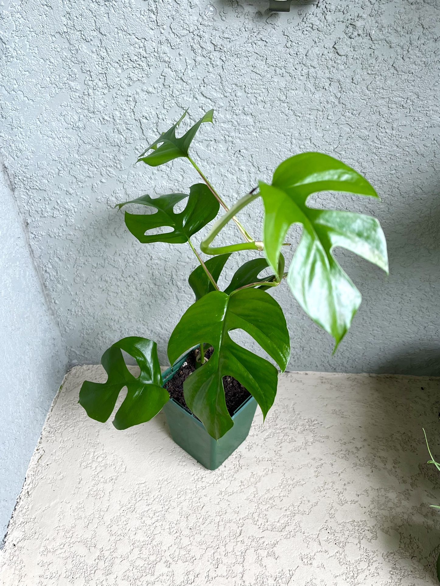 Mini Monstera Plant 