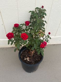Red Rose plant in 5gl.
