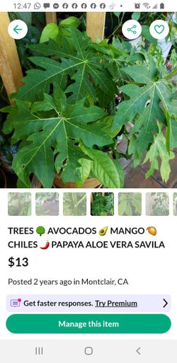 Avocados 🥑 Plants Papayas Chiles  🌶 Jalapeños Serrano 