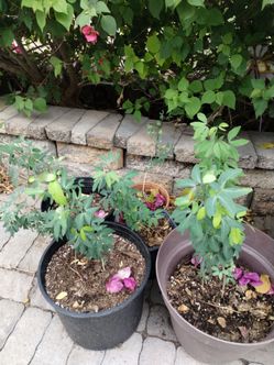 Tree garden
