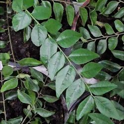 Assorted Indian Plants