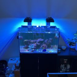 Red Sea 250 Salt Water Fish Tank 