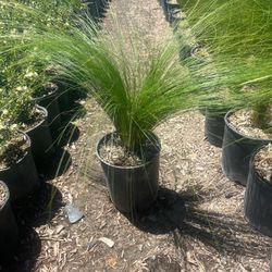 Mexican Feather Grass