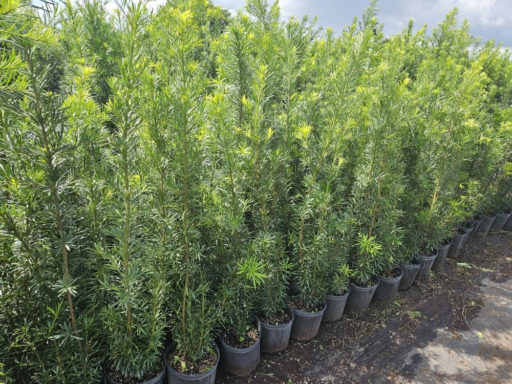 Podocarpus Over 4 Feet Tall Instant Privacy Hedge For Fence