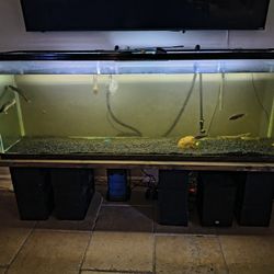 Fish Tank 130gal