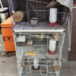 Bird Cages 4