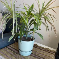 Plant Dracaena 