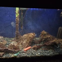 10 Gallon Aquarium Setup – Fish, Filters, Test Kit – Ready to Go