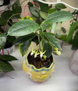 Hoya Multiflora