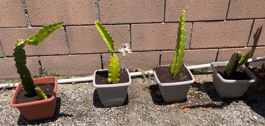 Dragon Fruit plants