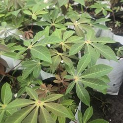 Yuca,casava Plants
