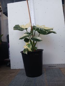 Monstera Albo, SEE OTHER OFFERS