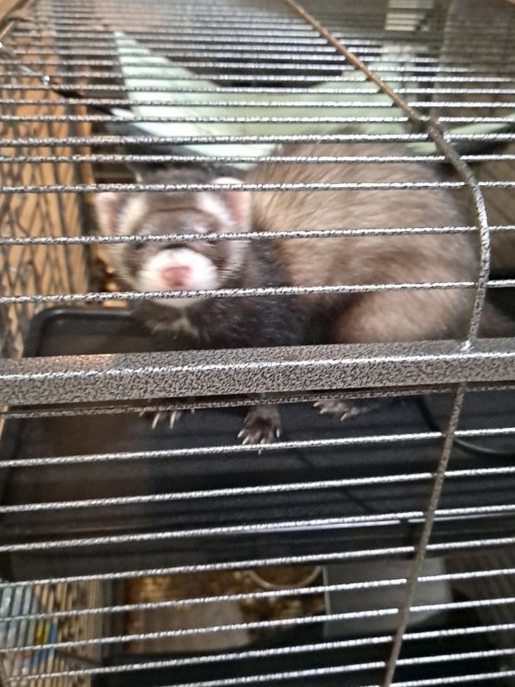5 Month Old Ferret With Cage