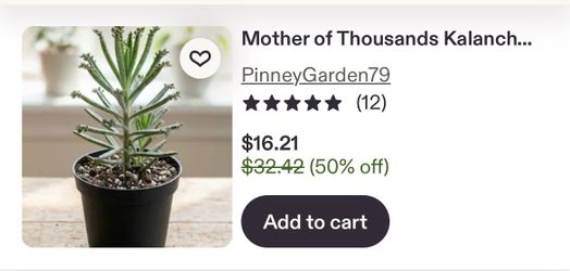 MOTHER THOUSAND BEAUTIFUL PLANT
