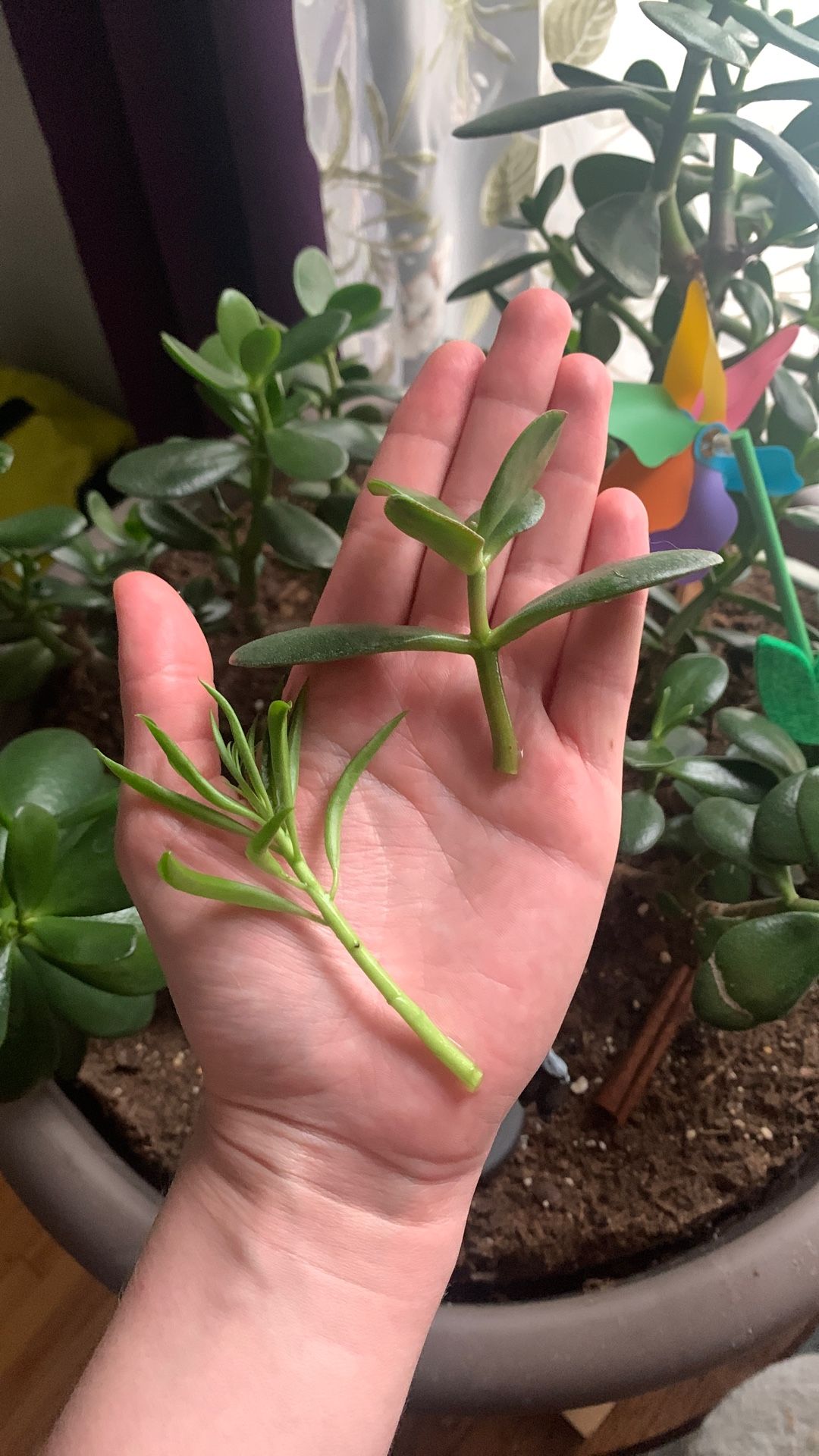 Plant Cuttings!