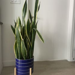 Beautiful Plant With pot, Great deal !