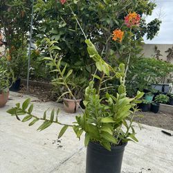Large Pot Orange Mini orchid Long Lasting Flowers Blooming Now