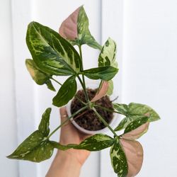 Collector's Plant: Syngonium Tricolor 4" Pot - Indoor House Plants