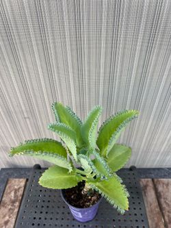 Kalanchoe Plant