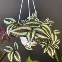 ✨Tradescantia Zebrina✨