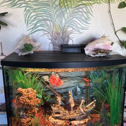 Angel Fish tank aquarium 