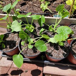Veggie Plants For Sale 