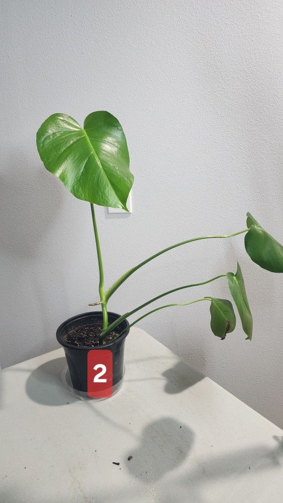 Plant - Monstera