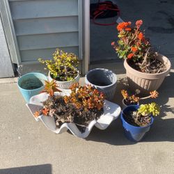 Pots With Some Succulents And Flowers