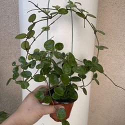 Hoya Mathilde Splash Plant 