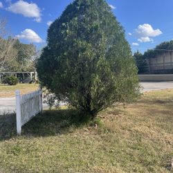 Large Bush/Tree