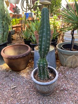 Cactus & Ceramic pot