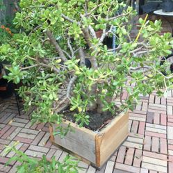 Planta jade