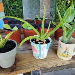 $5 natural plants