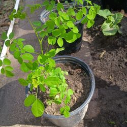 Moringa Plant 