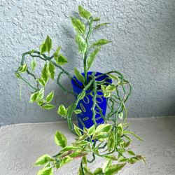 Euphorbia  Tithymaloides  Plant 